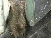 Norbourg:Les rats sont coincés!