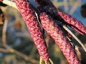 Aulne glutineux (Alnus glutinosa)