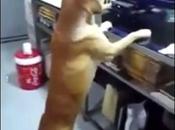 chien thaïlandais chante l'hymne national (clip)