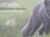 [Podcast #45] Photographier renard polaire avec Philippe Garcia