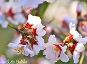 Fleurs d'amandiers