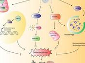 #trendsinendocrinologyandmetabolism #nutrients #stressoxydatif #vieillissement Détection nutrients Réponse stress oxydatif