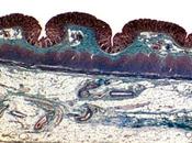 MICROBIOTE INTESTINAL démonstration effets l'humeur comportement Science Translational Medicine