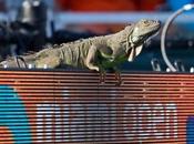 animaux s’aventurent terrains tennis
