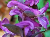 Corydale creuse (Corydalis cava)