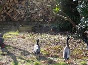 Poules canards jardin