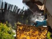 Mortalités abeilles pesticides apiculteurs contestent étude ministère l'Agriculture