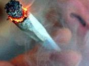 Cannabis dommages congenitaux l’adn danger pour generations futures