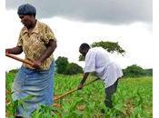 Cameroun rareté semences plombe productivité agricole