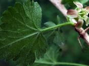 Groseillier maquereau (Ribes uva-crispa)