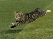 Lorsque chats s'invitent terrains (baseball &amp; football) videos