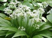 Bien hydraté, l'ail ours prolifère