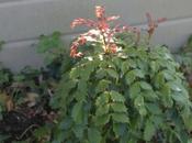 feuillages comme fleurs