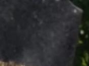 Cette femme rend tombe fils et...