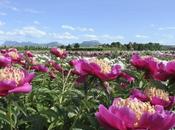 Visiter jardins pivoines