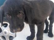 Adoptez Kristy petit chiot croisé pelage noir mois refuge Espagne chez chiens galgos