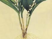 Joyeux avec Pierre-Joseph Redouté