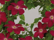 plante fleurie grimpante pour terrasse jardin Clématite