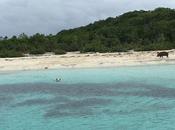 Envie plan voyage Nager avec cochons sauvages Exuma Bahamas