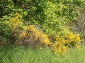 Cytisus Genista, temps genêts