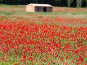 temps coquelicots