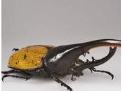 cycle d'un gros scarabée