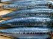 Tartare sardines saumon fumé charlottes Noirmoutier