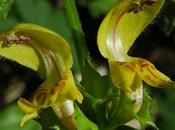 Lamier jaune (Lamium galeobdolon)