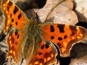 Gamma, Robert diable (Polygonia c-album)