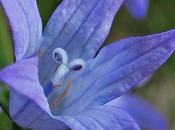 Campanule raiponce (Campanula rapunculus)