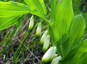 Sceau Salomon odorant (Polygonatum odoratum)
