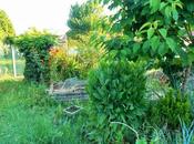 Quelques vues jardin permaculture juin 2017