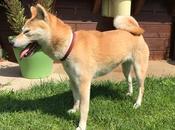 Galia, shiba grande forme