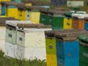 Agriculture abeilles transformées esclaves pollinisation