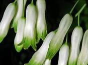 Sceau Salomon commun (Polygonatum multiflorum)