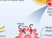 #cell #alzheimer #microglie type unique microglie associé développement limité maladie d’Alzheimer