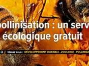 pollinisation, service écologique gratuit, dossier futura-sciences