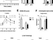 TAMOXIFÈNE protège aussi contre comorbidités l'obésité American Journal Pathology