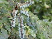 Mahonia, fruits