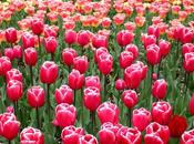 tulipes Keukenof