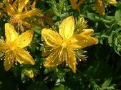 J'ai découvert bienfaits millepertuis