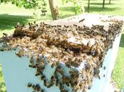 Néonics tueurs d'abeilles doivent demeurer interdits d'usage