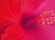 Hibiscus, plante soleil