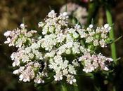 Messicoles Tordyle élevé (Tordylium maximum)