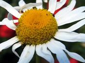 Messicoles Matricaire inodore (Tripleurospermum inodorum)