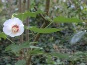 Hibiscus paramutabilis, autres