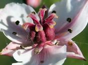 Butome Ombelle (Butomus umbellatus)