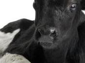 VACCIN anti-VIH l'immunisation dans vache