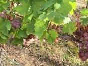 Dégustation chez Jacques Tissot (Arbois,