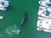 Baleine visite Marina Californie